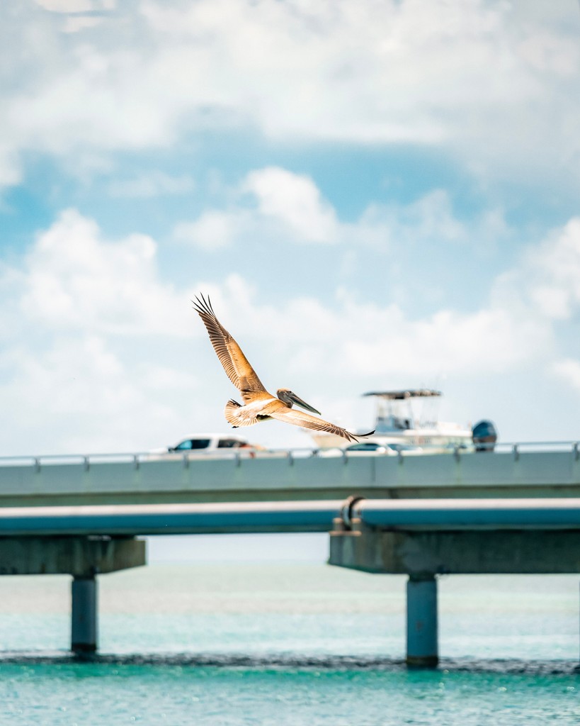 I want to get away
I want to fly away 
Yeahhh, yeahhh, yeahhh 🎶🎶

#robbies #floridakeys #islamorada #snorkel #adventure #lighthouse #fishing