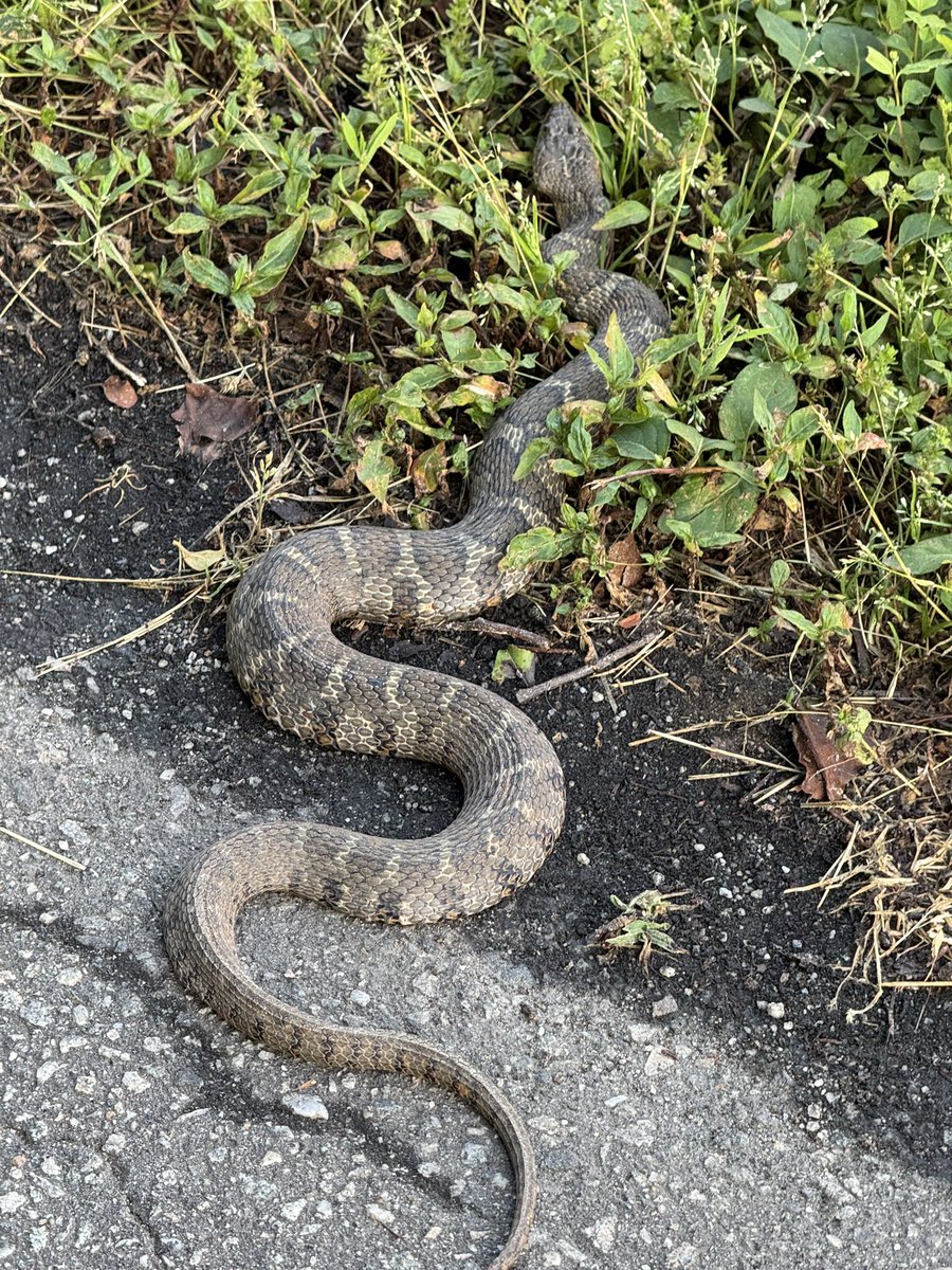 John Shields, MD, FAAOS tweet media