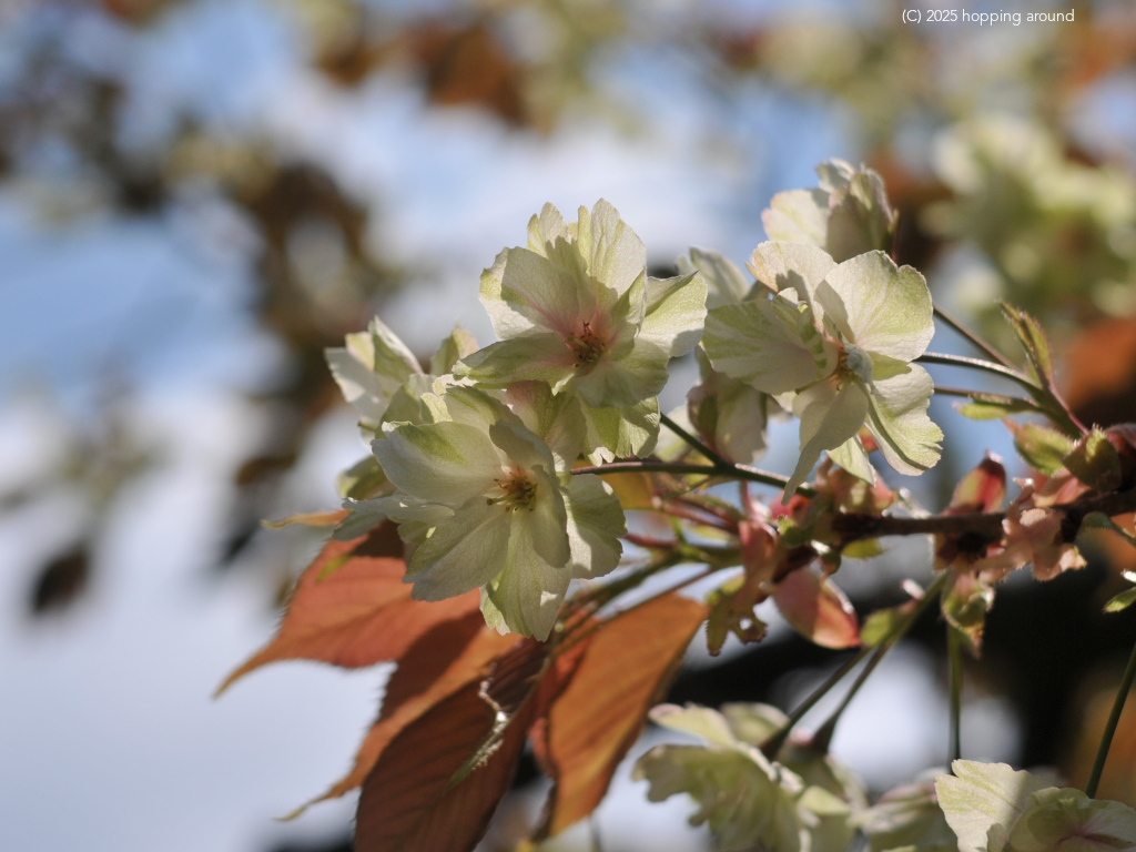 近所の桜
#Sendai #cherryblossom
