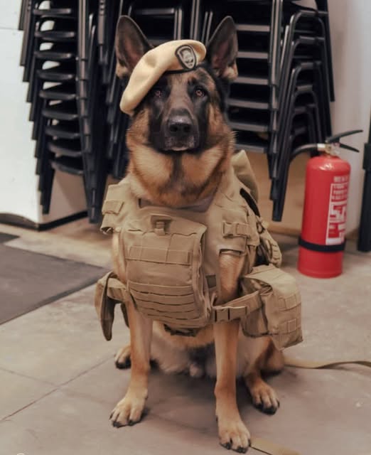 𝕏 Dogs tweet media