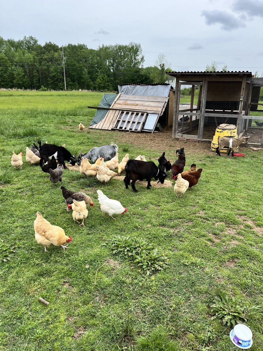 Brew Day means Happy Chickens and Goats. Plenty of spent grains for them to gobble up. (Pardon the mess. Goat shed under construction.)