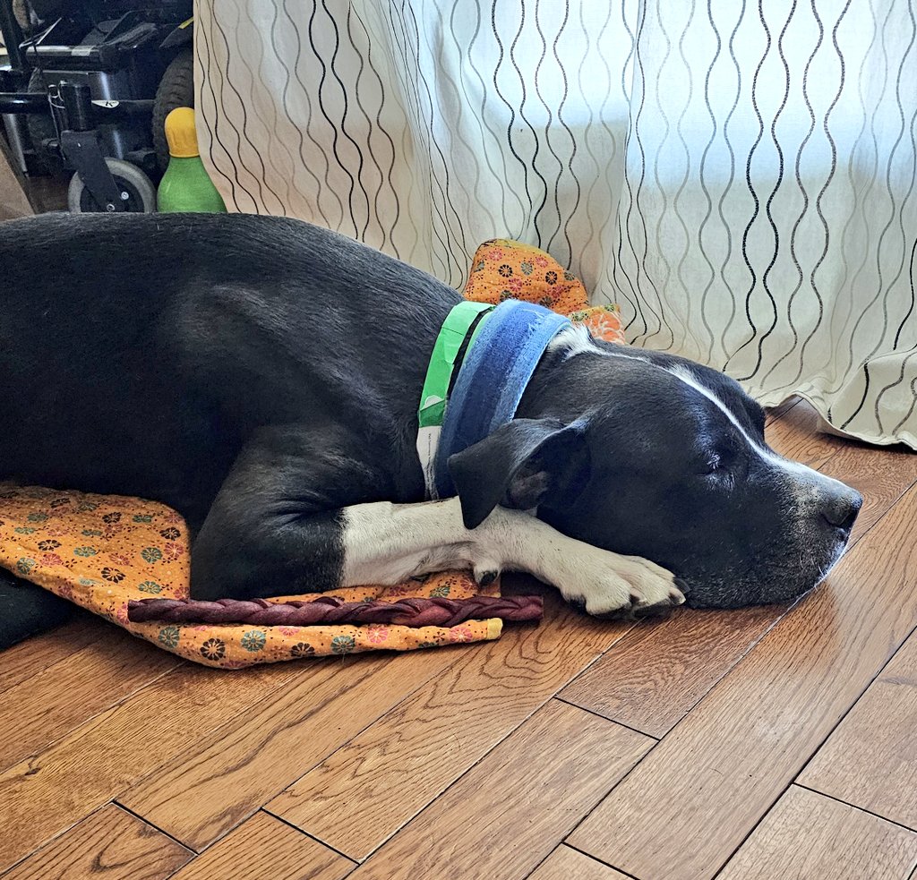 Team Servicerottie🇨🇦🐕🦺🦽 tweet media