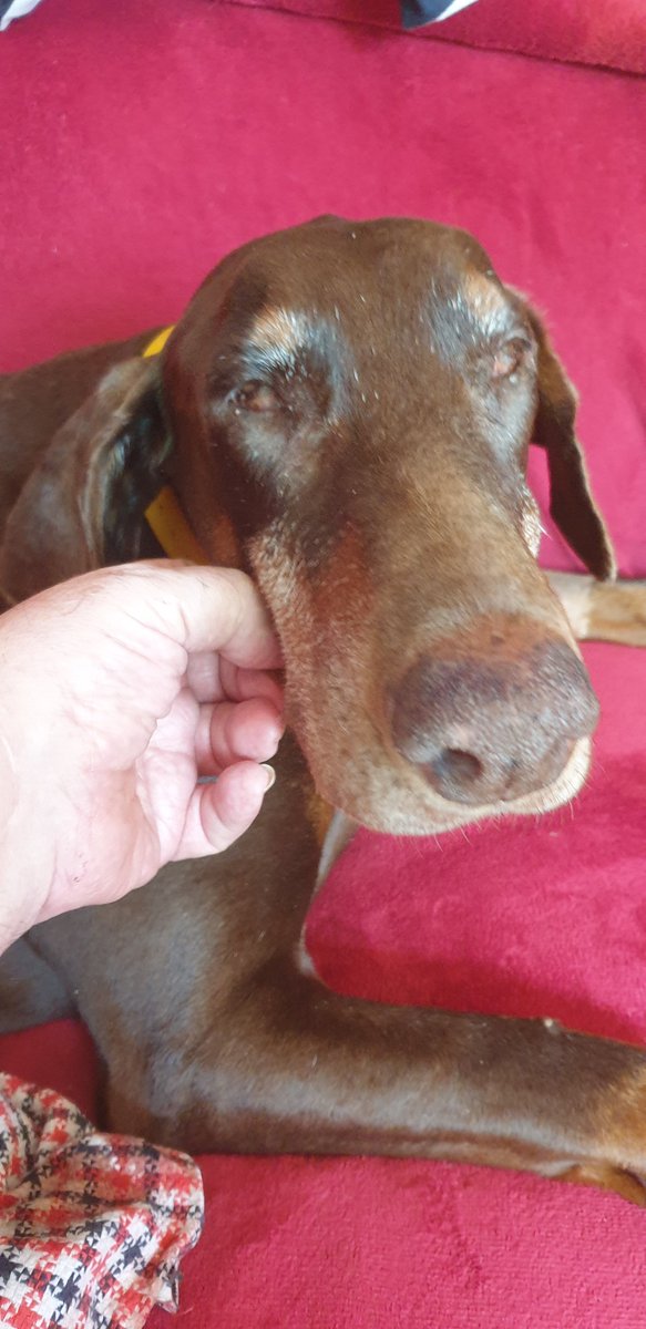 HenryJeanServat's tweet photo. J'ai reçu + de 6000 témoignages de sympathie et marques de soutien après le départ de mon chien chéri. Je pleure, vous remercie avec beaucoup d'émotion et de chaleur et vous adjure de profiter de vos animaux. Quand ils sont là. Aidez-les, aimez les à la folie https://t.co/Cu4ay3Ehc6