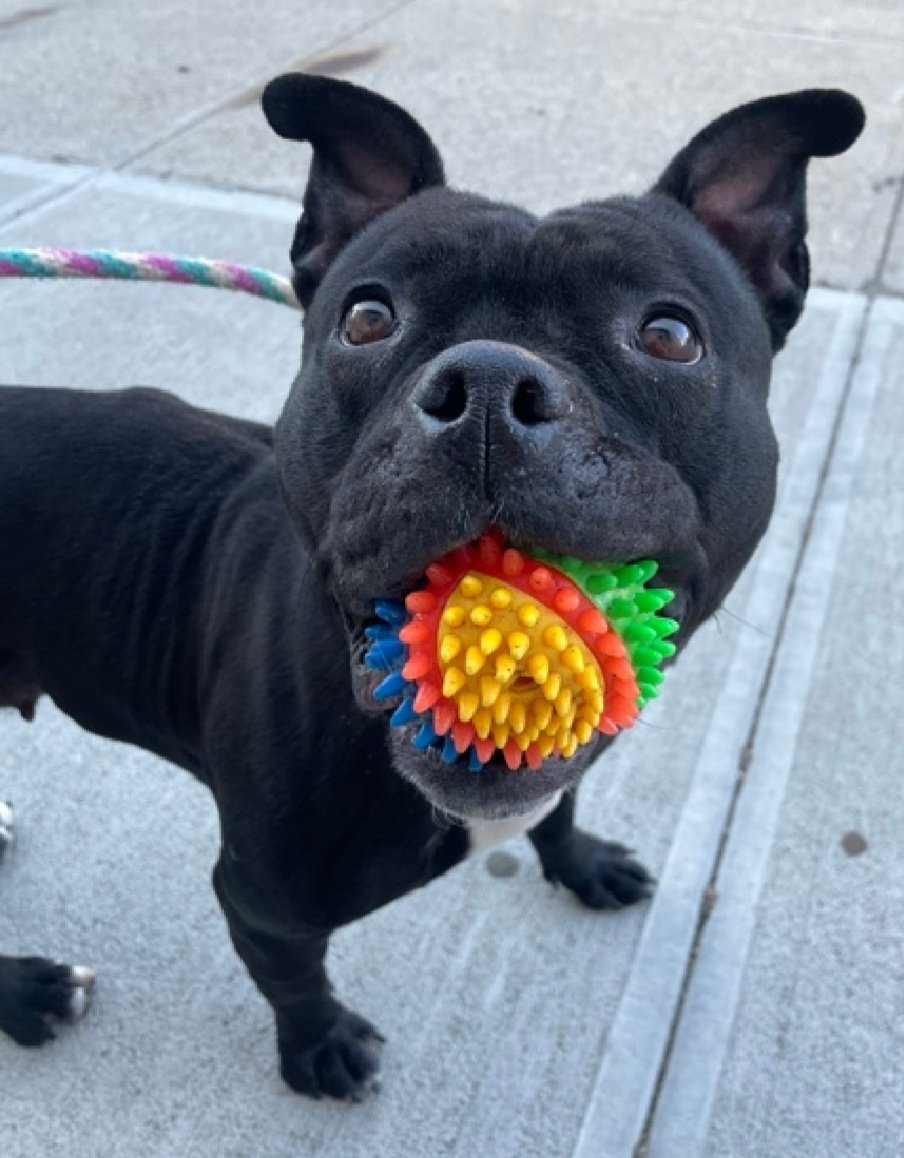 MorgFairsdogs's tweet image. Suzie 166951
Listed TBK 4/29
#NYCACC 
She is a cute, petite 5 yr old
Was adopter 6/2023 and recently found on a bldg rooftop
Likes fetch
Not faring well in kennel 
Please help save Suzie!
nycacc.app/browse/166951
#Pledge4Rescue #foster #adopt