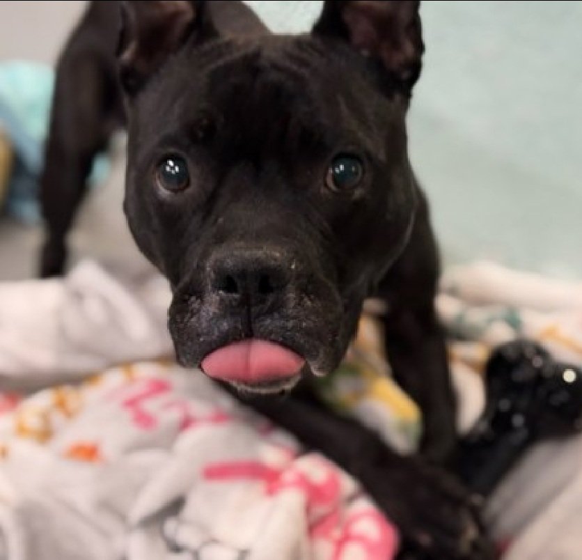 MorgFairsdogs's tweet image. Suzie 166951
Listed TBK 4/29
#NYCACC 
She is a cute, petite 5 yr old
Was adopter 6/2023 and recently found on a bldg rooftop
Likes fetch
Not faring well in kennel 
Please help save Suzie!
nycacc.app/browse/166951
#Pledge4Rescue #foster #adopt