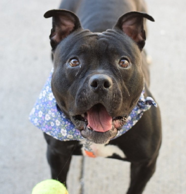 MorgFairsdogs's tweet image. Suzie 166951
Listed TBK 4/29
#NYCACC 
She is a cute, petite 5 yr old
Was adopter 6/2023 and recently found on a bldg rooftop
Likes fetch
Not faring well in kennel 
Please help save Suzie!
nycacc.app/browse/166951
#Pledge4Rescue #foster #adopt