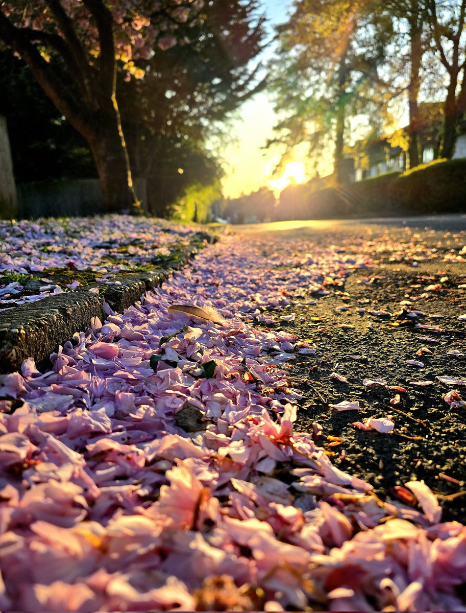 Spring evenings. 🌸🌄
