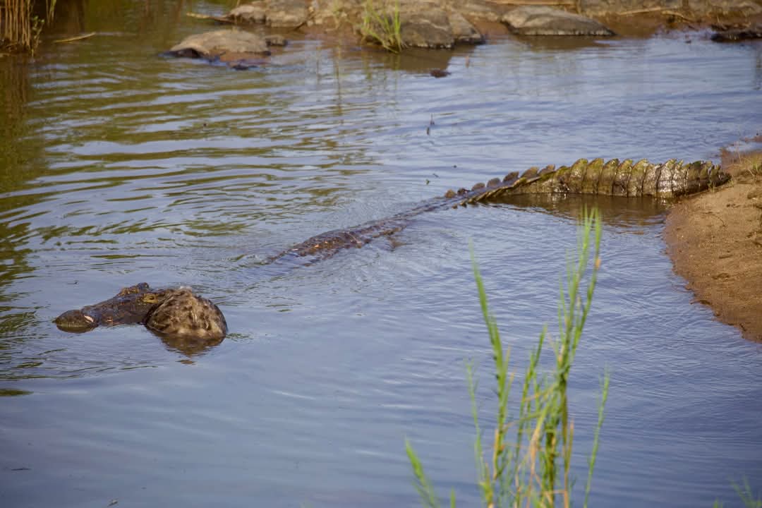 "Unbelievable sighting at Tsokwane - Lower Sabie Road (at the bridge), where a crocodile killed a hyena."
__
📷 Gerard Baars📍#KrugerNationalPark #LiveYourWild #WildBackyard