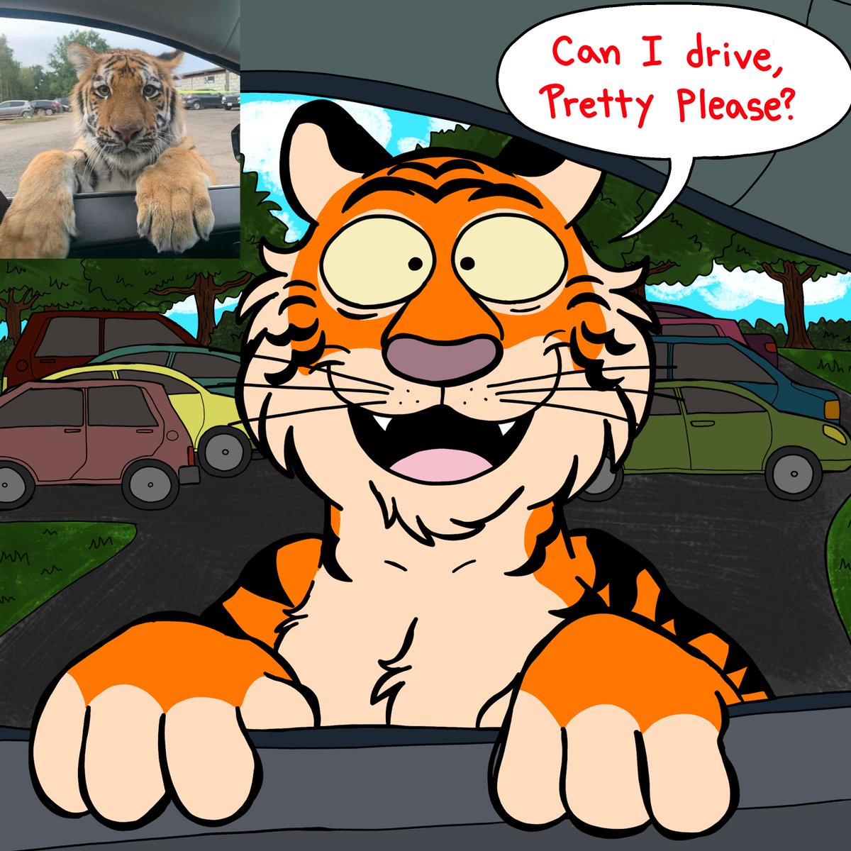 tiger the big kitty got his driver's license