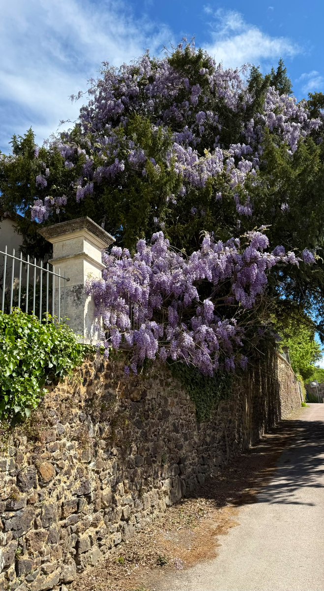 KevinL_B's tweet photo. 🌅 La glycine de la @maison_colette illumine le centre-bourg de #SaintSauveurEnPuisaye entre deux nuages

Bonne fin de week-end à tous ! https://t.co/yLSChm7Hzq