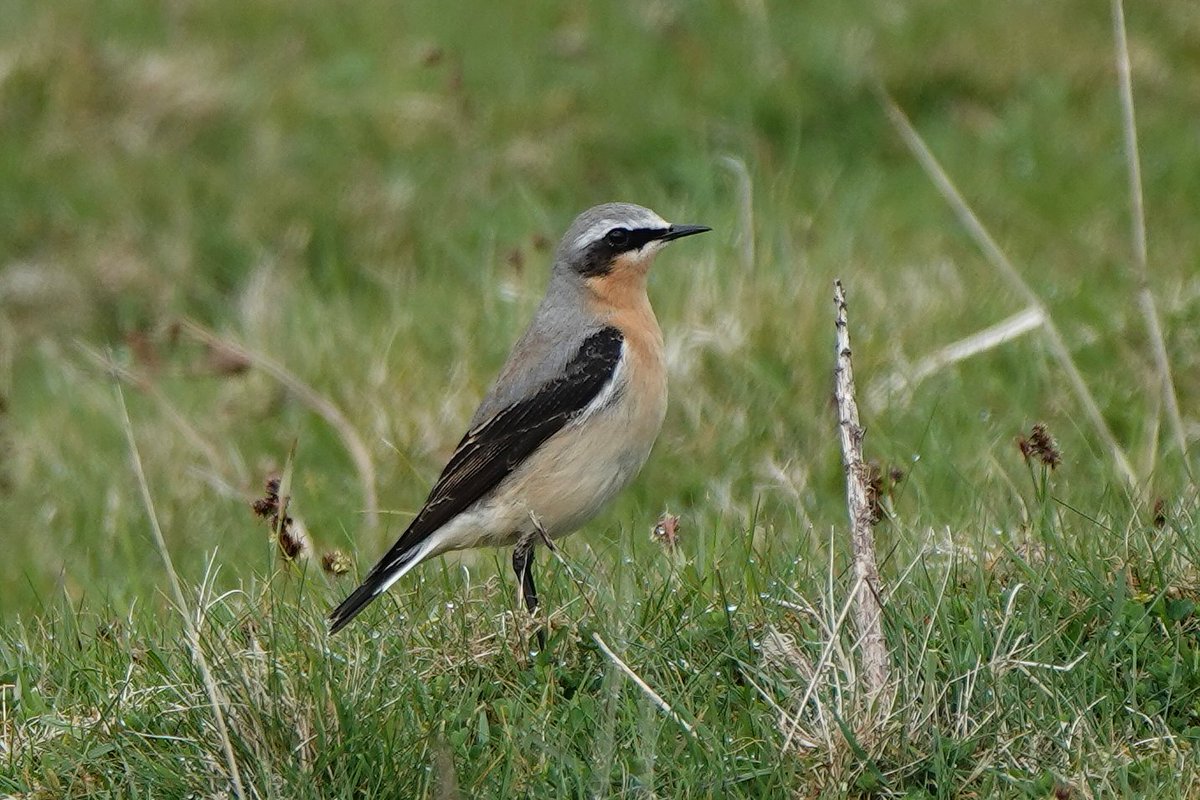 Rathlin Stickybeak tweet media