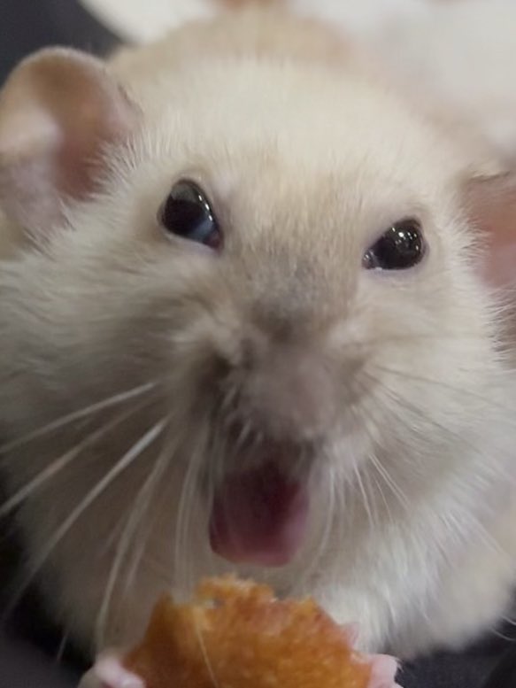 Charter Vanilla-Sh'a'rkey tweet media