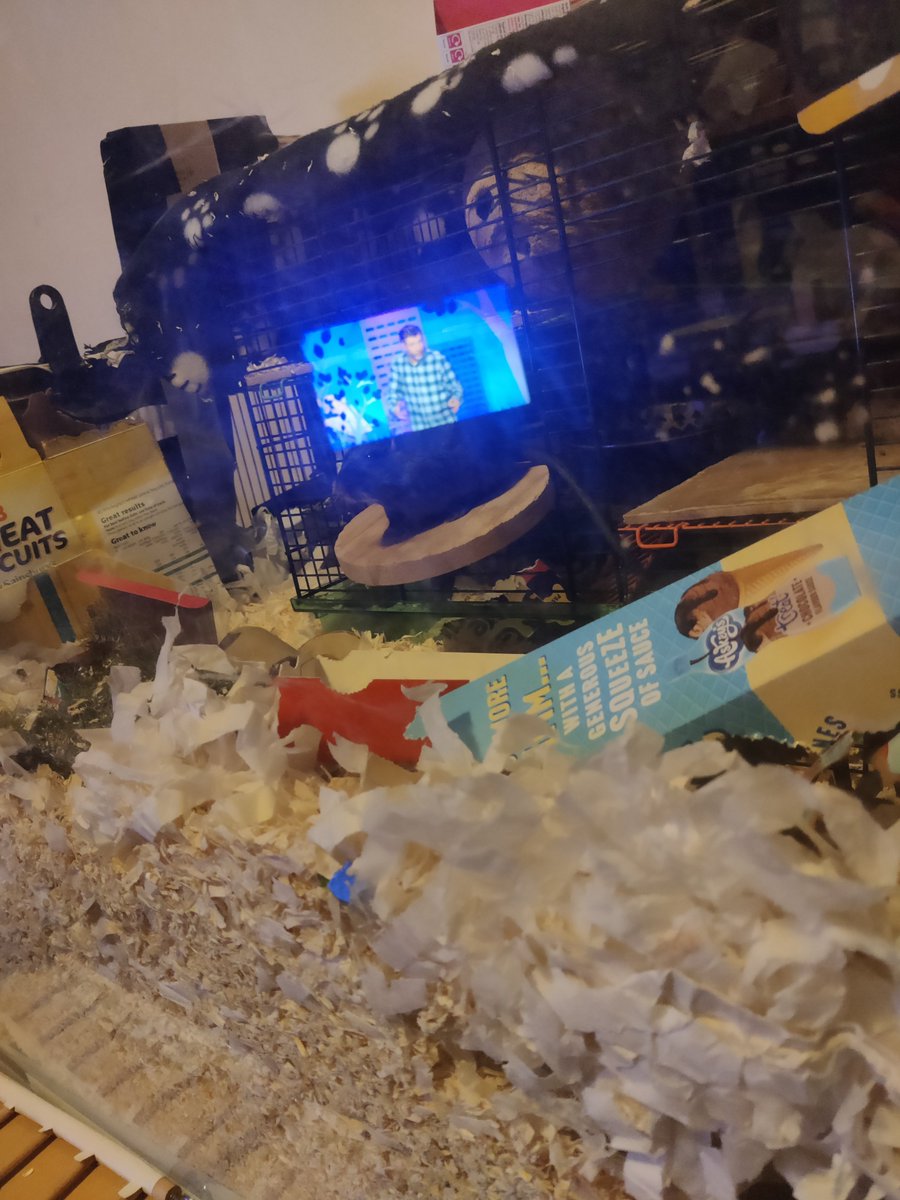 BillJones86's tweet photo. @DaveGorman @DaveGorman our gerbil is a big fan of your show. She'll stop playing to watch you on the TV. Luckily got a pic of her with the reflection of the TV in her enclosure. https://t.co/ddaiQ0Ghkx