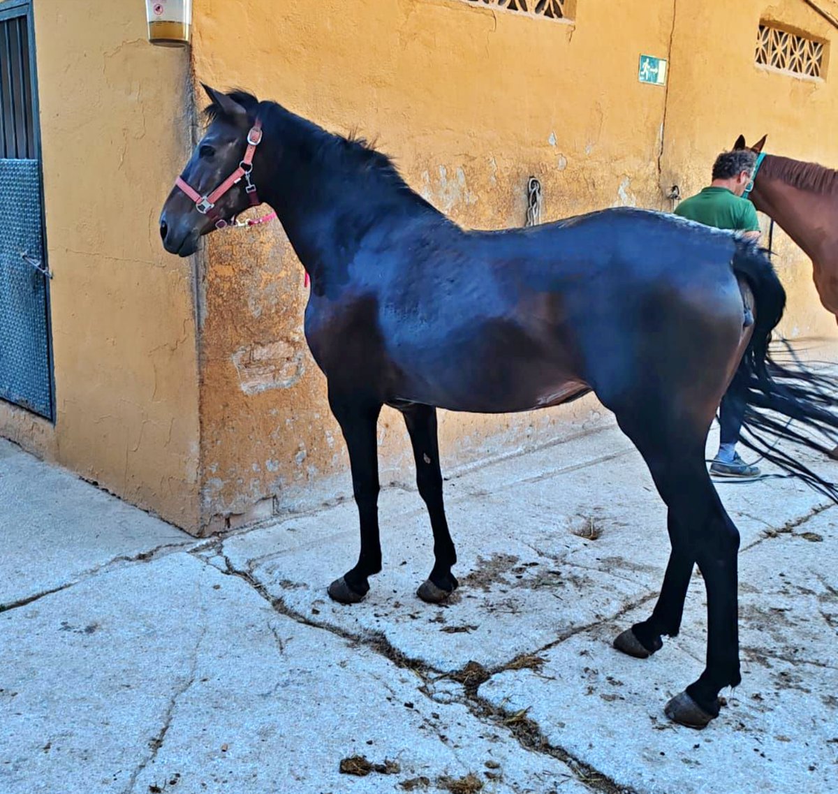 #Málaga
Contacto: 617 25 77 45.

Esta bellísima Yegua, de 16 añitos, busca familia urgente. Solo tenemos hasta el lunes 28 abril, para encontrarle algo.
La familia que la tiene no puede mantenerla.

Es muy noble y buena, si algún refugio la quiere, solo hay pagar cambio chip y