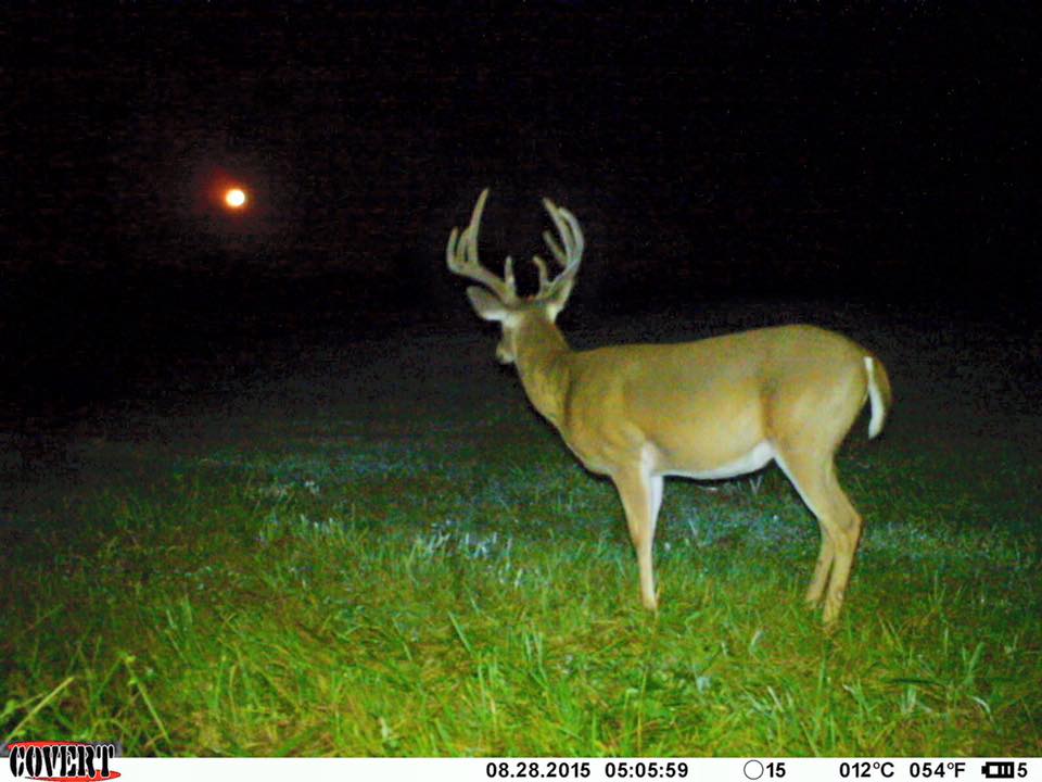 trailcam (@trail_cams) on Twitter photo 