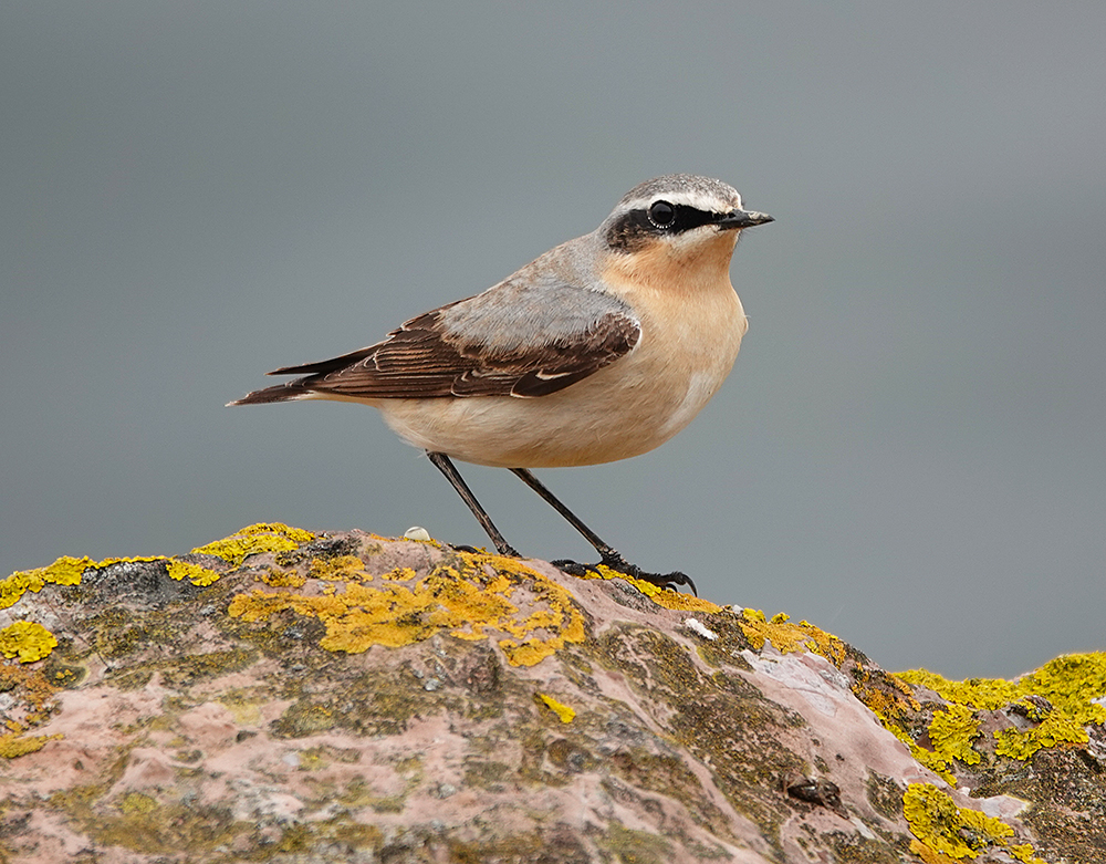 Without measurements its not really possible to seperate Wheatear subspecies in the UK. 3 richly under coloured Wheatears with browny cheeks feathers and brown tones in the grey back suggest Greenland Wheatear. #Brixham today. Time of year, long wings upright stance coincidental.