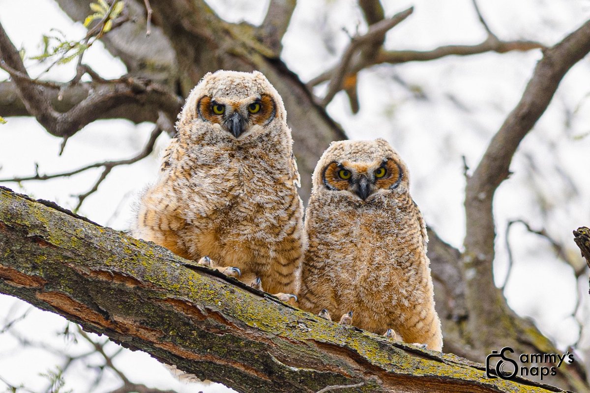 22itsMillerTime's tweet photo. 🦉 https://t.co/CvUzD98JtH