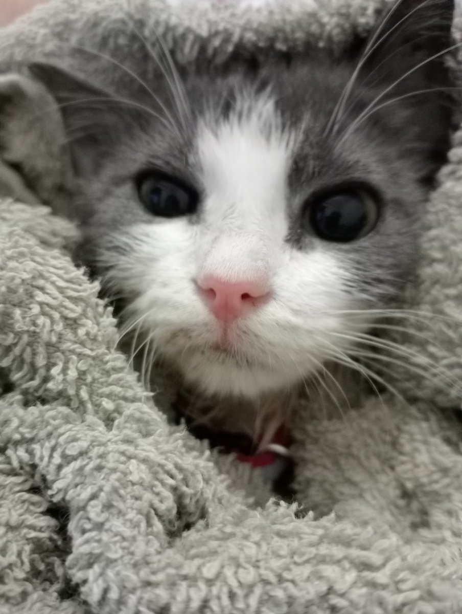 Emirhan Temur (@dunyofgont) on Twitter photo 