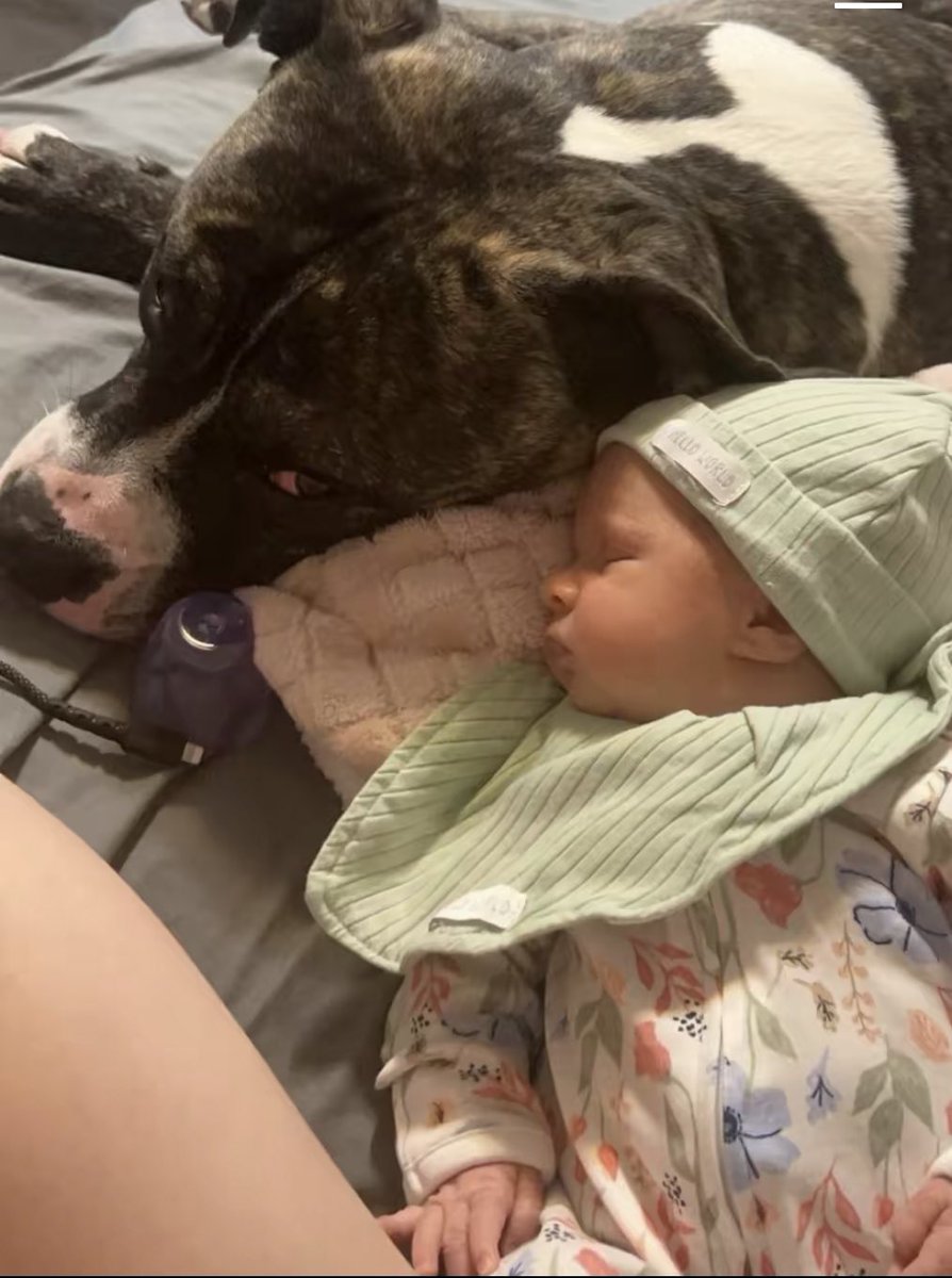 srkninci's tweet photo. Geçen hafta Ohio’da bir pitbull, 7 aylık bebeği annesinin bakmadığı bir anda parçalamış.

Bebeğin annesi facebook’unda; neden bunu yaptığını asla anlamayacağım! diye paylaşmış.

İnsanlar köpeklere, köpeklik dışında başka anlam yüklüyorlar. Bedeli ise ağır oluyor. https://t.co/cjH1h4NNak