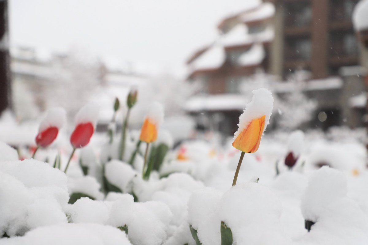 HPM_HPence's tweet photo. Lake Tahoe βοΈ April 26 @weatherchannel @NWSReno #funWeather #Tahoe #snow #HpMphoto #spring #gardening βοΈ βοΈ π€·ββοΈ https://t.co/fF6PDpGDk6