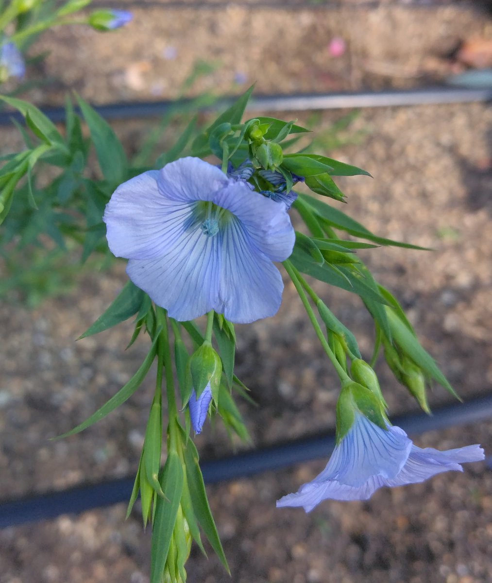 mVvV37QL1SNSSva's tweet image. 儚くとも

Even if it is fleeting 
#儚くとも　#アマ　#亜麻
#flax   #Meirinraise