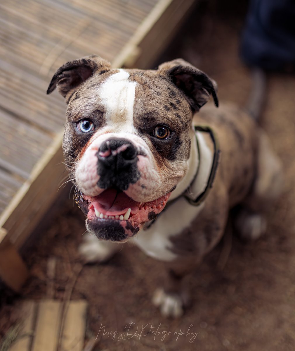 MissDPetography tweet media