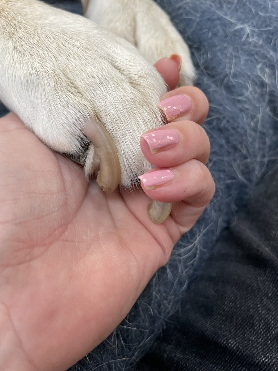 ✨ michelle jermy ✨ tweet media