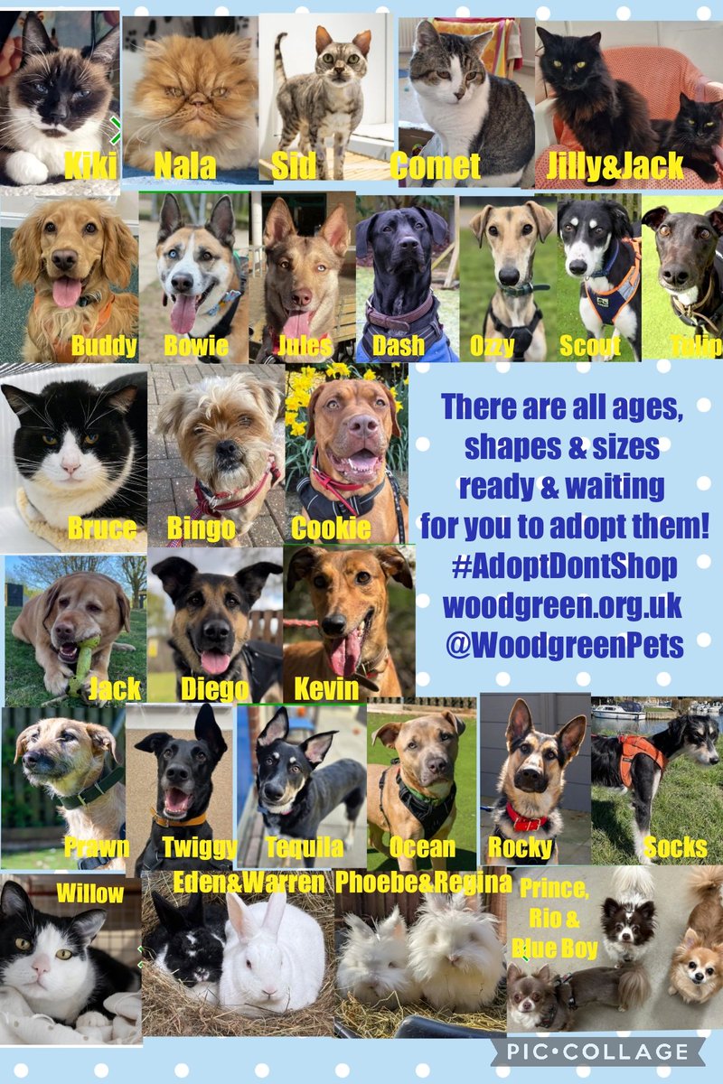 Remember there are lots of pals in rescue worldwide so if you are lookin for a new pal to #adopt remember to #adoptdontshop
These pawsome pals are looking for homes and someone to love them&amp;are all ready&amp;waiting for you! For info➡️woodgreen.org.uk #OTLFP @woodgreenpets #UK