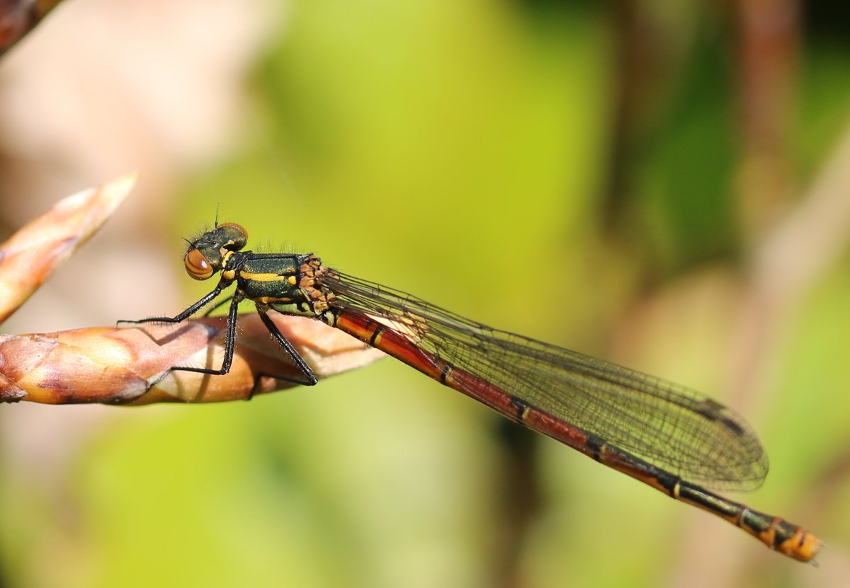 Karin_B_E's tweet image. De #vuurjuffer is er ook weer ❤️💚

Het is de vroegst uitsluipende soort in NL. Het uitsluipen gebeurt van half april tot begin juli, met een piek in mei / begin juni.

#insectenopdeboerderij #wiekijktdieziet #biodiversiteit