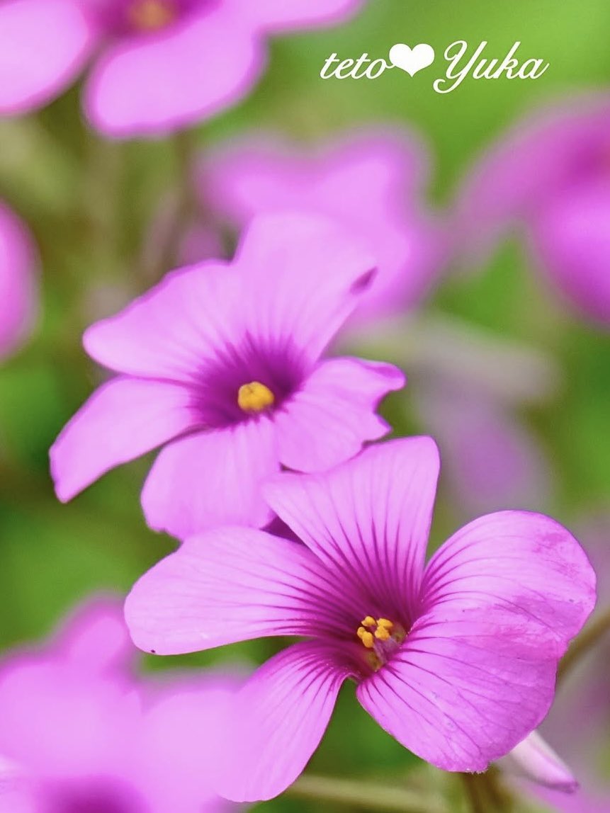 ‥
テト花便りは、

春のお花『イモカタバミ』
今年も鮮やかなピンク🌸
咲き始めました
可愛いでしょ〜

おはようございます꒰◍ᐡᐤᐡ◍꒱
爽やかSunday☀️🍃🎏🍃
元気にいくよｰ🎶

#イモカタバミ