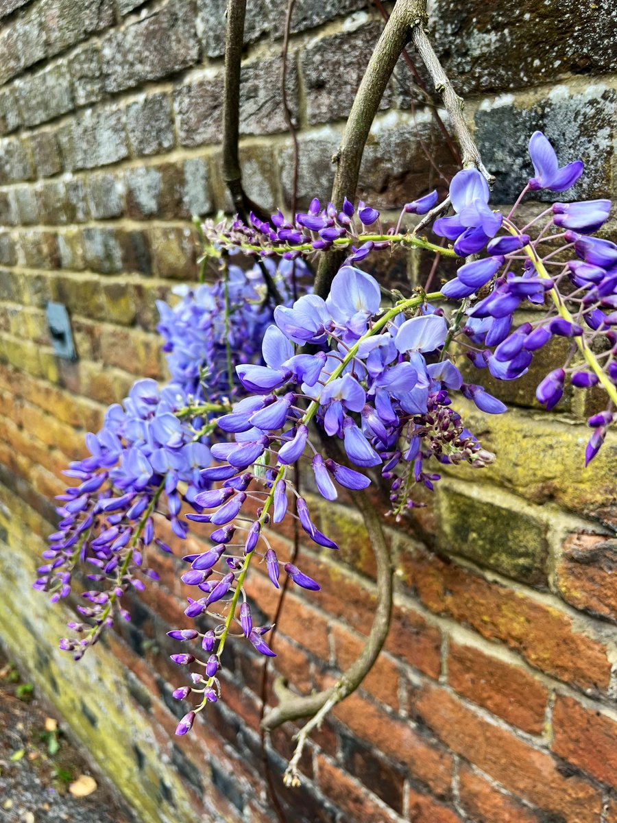 Was impressed by Apples flower identification…here we have Poet’s Narcissus, California Poppy and some good old Wisteria…all whilst taking a nice study break up to Taplow Court 🌼🪻