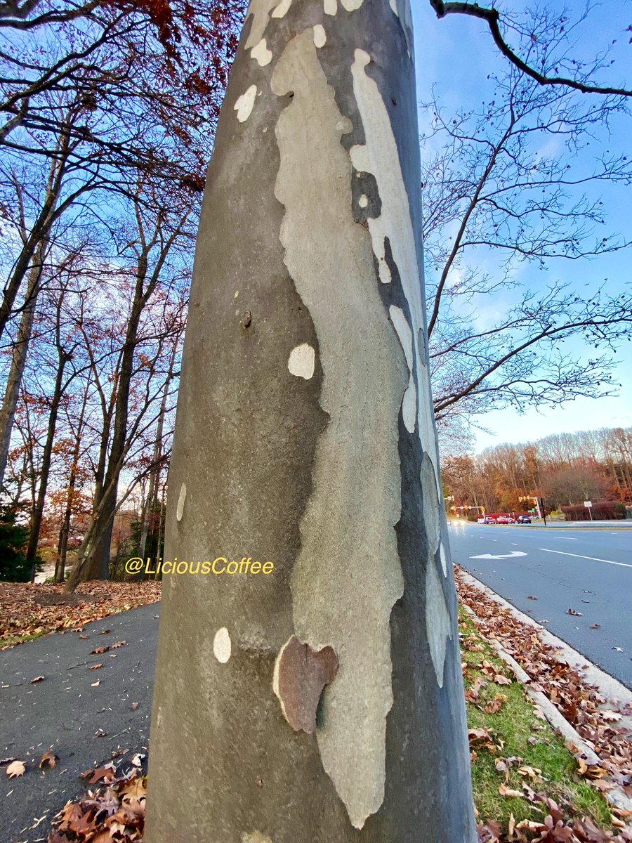 LiciousCoffee's tweet photo. It’s #Saturday & the #Tradition continues until *FOREVER
Saturdays, I celebrate/honor #AnitaBaker with Impromptu🖼️
I challenge myself🧠🤔2 present
😍My most recent #Bakerisms 🌳
Having some fun with next 3 posts
*Anita
🥰My #tree interpretation For
#AnitaBakerSaturdays 👸🏽🙌🏽 https://t.co/A78JTEdhai