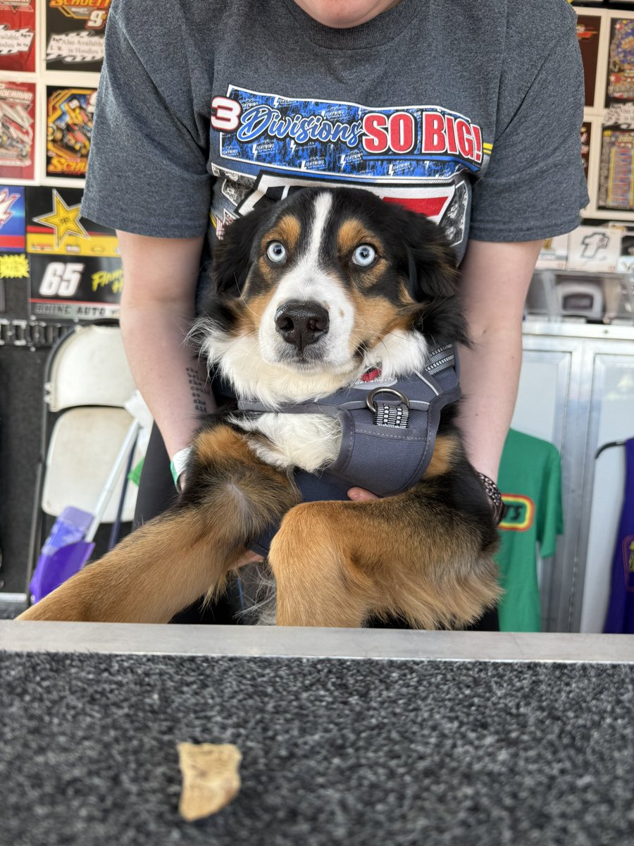Newest member of the IRA Souviner Team🤩❤️

Say hey to Cosmo, Gared, and Amy today behind the grandstands at Beaver Dam Raceway🏁