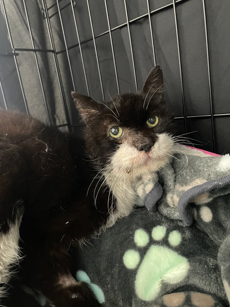 Friends of Bear Cat Rescue tweet media