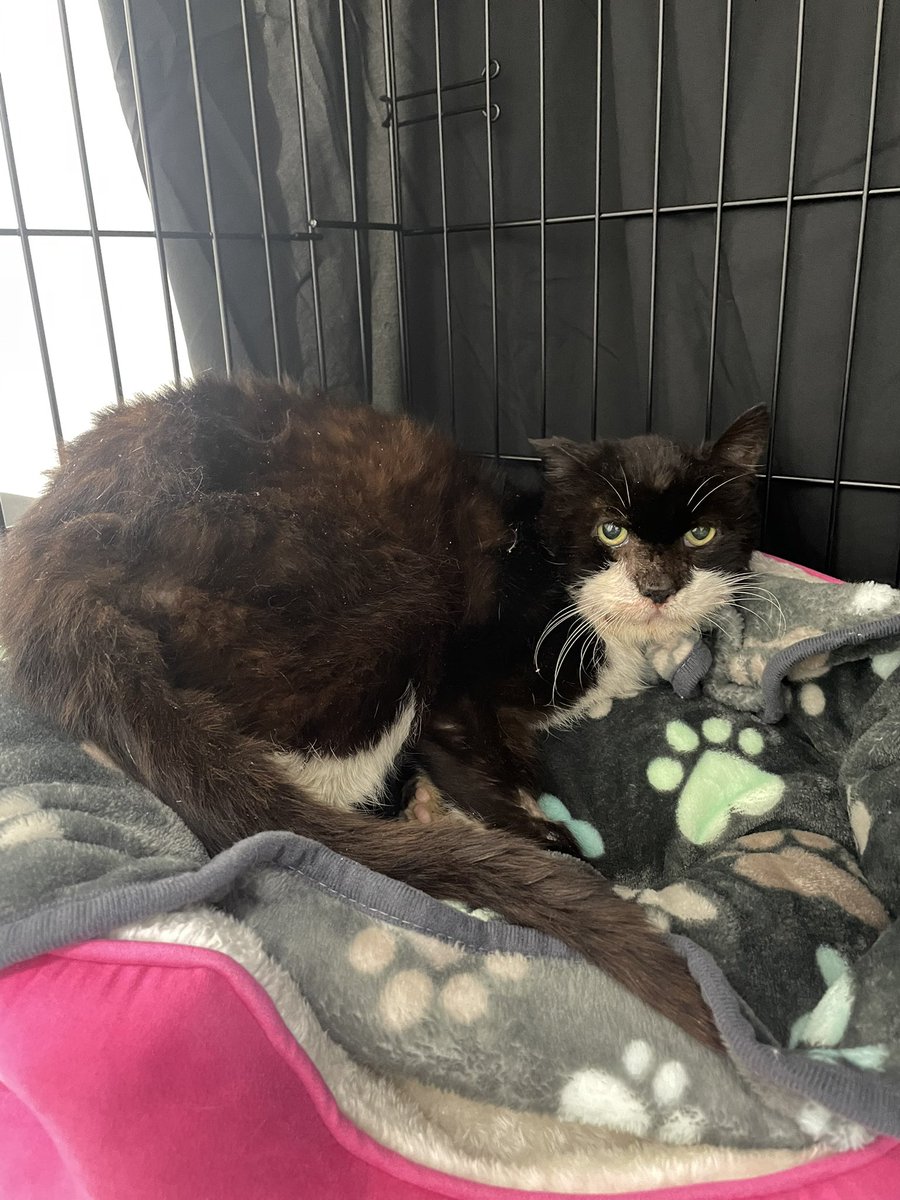 Friends of Bear Cat Rescue tweet media