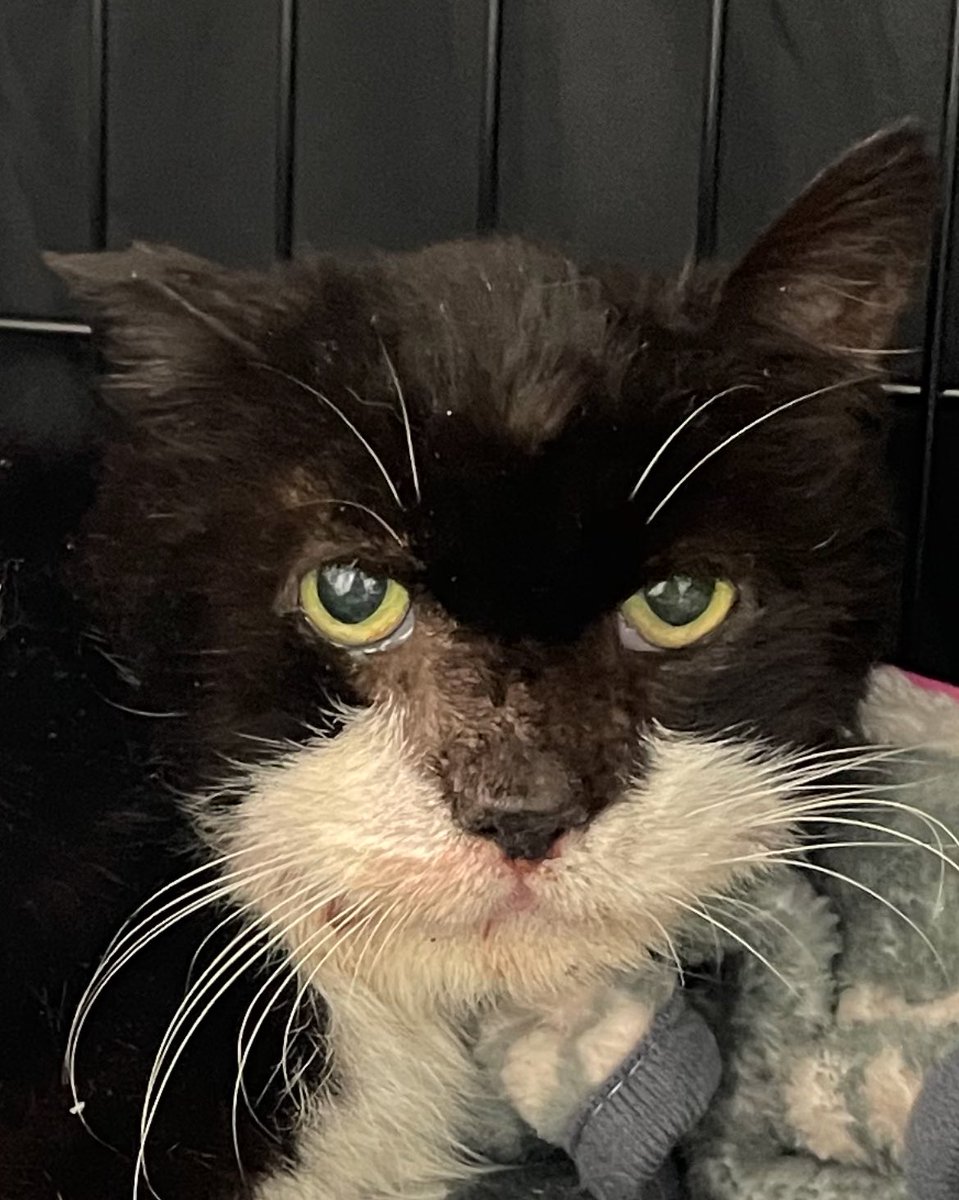 Friends of Bear Cat Rescue tweet media