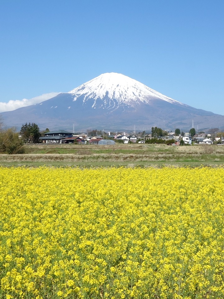 tonodake's tweet photo. おはようございます
富士山🗻と菜の花🌻

よい一日になりますように https://t.co/wTSzV1KV1q
