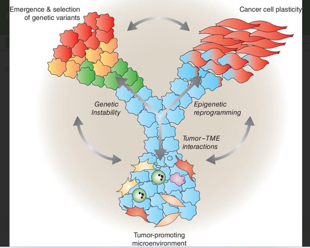 Required reading for those interested in today's #AACR25 Discovery Science Plenary - Cancer Evolution: A Multifaceted Affair brnw.ch/21wSfay
By @CirielloLab, Luca Magnani, and colleagues