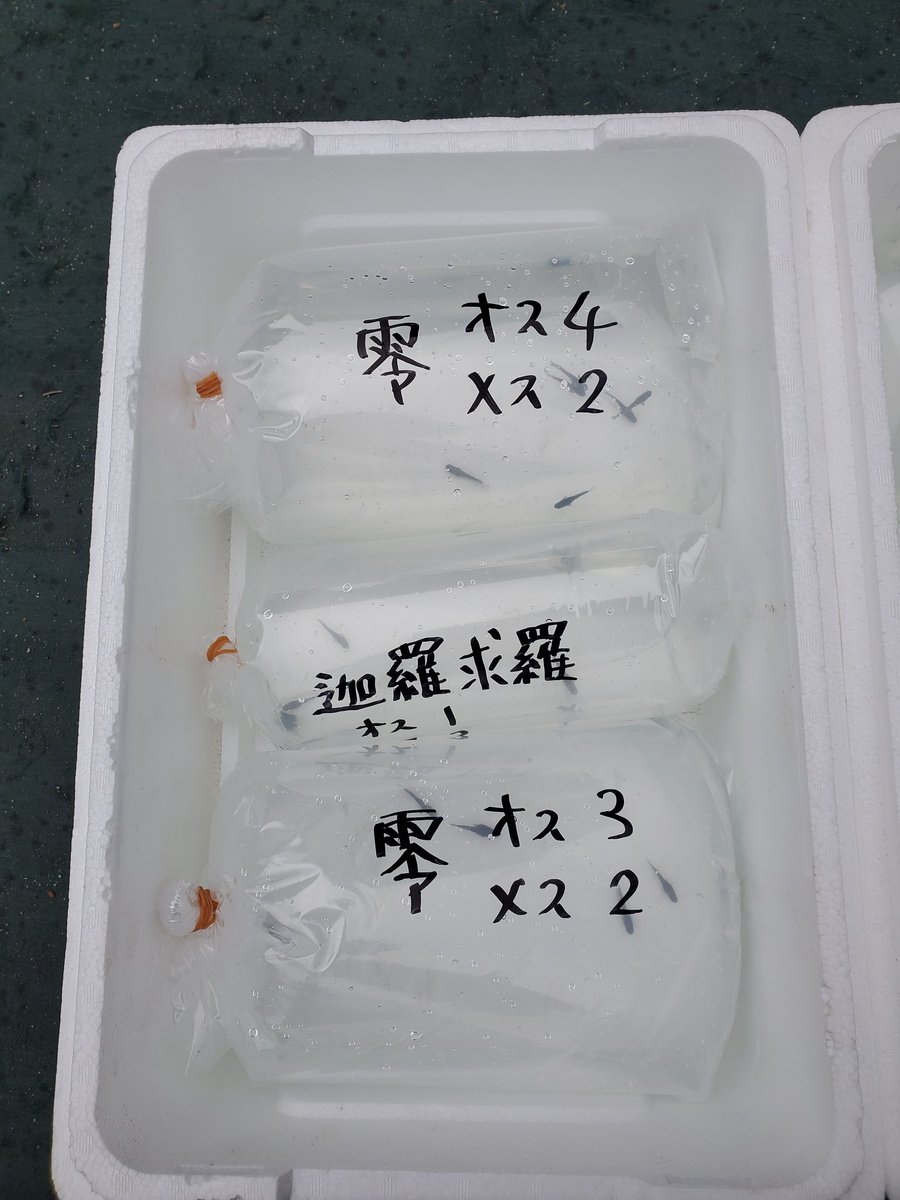 honobonomedaka's tweet photo. 三重県の仲間から大量に着弾‼️
こっちじゃなかなか見れない品種ばかりで最高です😍
いつもありがとうございます🙇
#メダカ
#着弾
#零
#デザム
#マタカタイ
#迦羅求羅
#五式タイプRGOD
#楊貴妃透明鱗ヒレ長
#ほのぼのメダカ https://t.co/KiQqfXuZXb