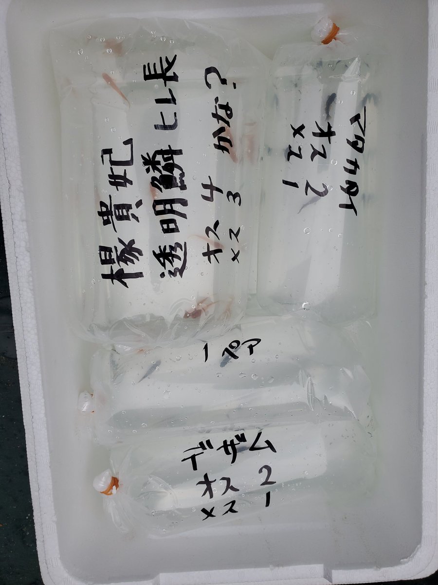honobonomedaka's tweet photo. 三重県の仲間から大量に着弾‼️
こっちじゃなかなか見れない品種ばかりで最高です😍
いつもありがとうございます🙇
#メダカ
#着弾
#零
#デザム
#マタカタイ
#迦羅求羅
#五式タイプRGOD
#楊貴妃透明鱗ヒレ長
#ほのぼのメダカ https://t.co/KiQqfXuZXb