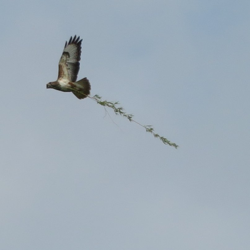 Yellow Wagtails aside, times are tough on the patch near St Albans at the moment. Even the Buzzards are turning vegetarian. #PWC2025