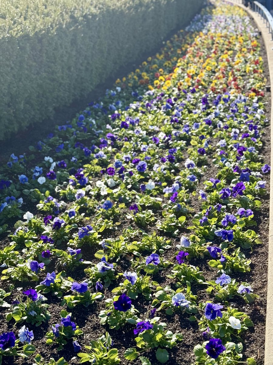 Because it’s me, I have to post this. That’s A LOT of pansies, all perfectly spaced and in bloom, outside Lambeau.