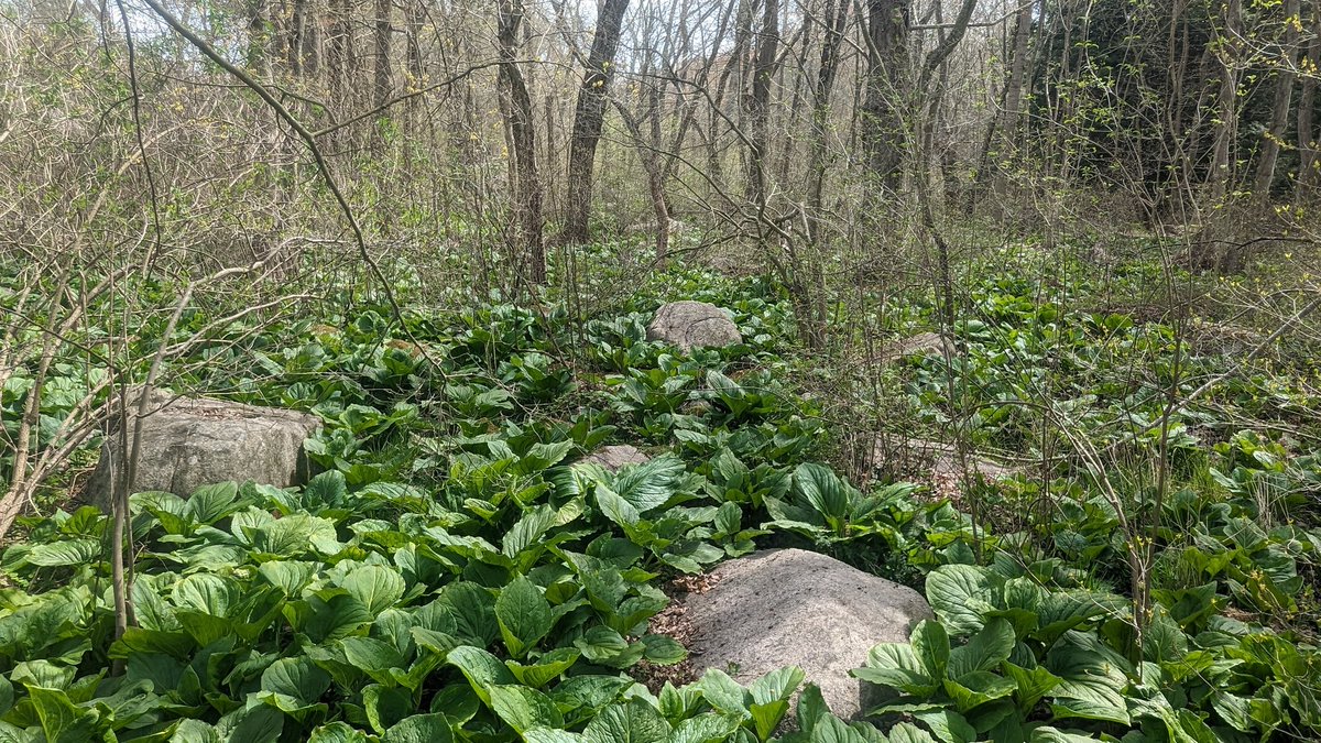 it's that time of year... for being completely surrounded by skunk cabbage as far as the eye can see