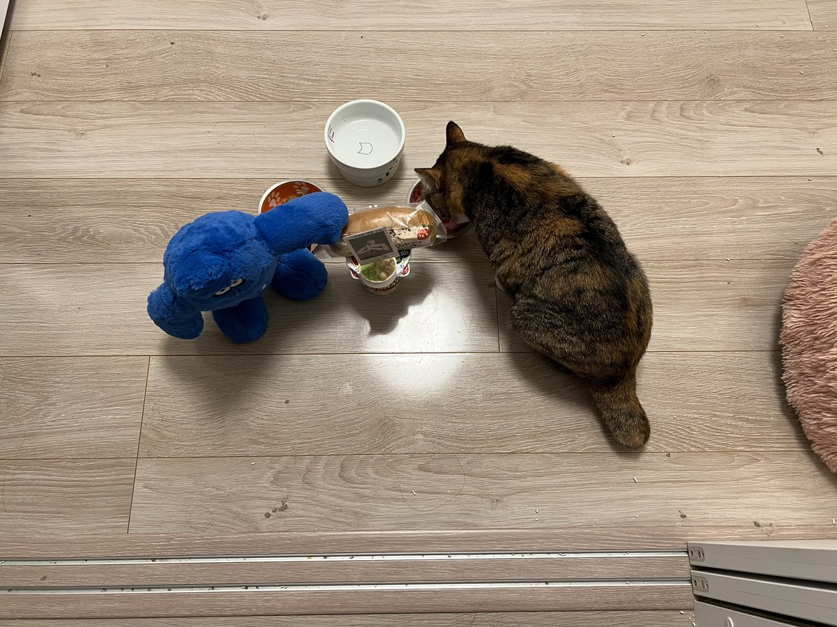 zpSMAfIMwZ8984's tweet photo. 一心不乱朝ご飯🍜

#モフレムデー
#ガンバ大阪 #GAMBAOSAK

#猫好きさんと繋がりたい #猫大好き #猫と暮らす

みかん🍊さくら🌸すもも🍑 https://t.co/n8XgaVCXoO