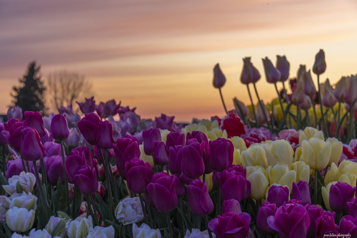 pnwboltonphoto's tweet photo. Night bloom at the Tulip Valley Farms near LaConner. #Tulip #laconner #pnw https://t.co/LvdctEeZog