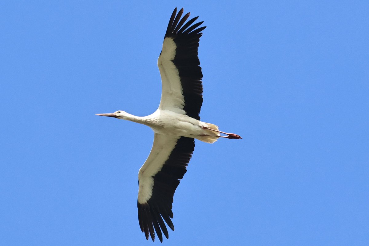 cianbirder's tweet photo. White stork near Tacumshin, Wexford today. What a magnificent bird to see in Ireland! @BirdGuides https://t.co/jfZVHziIK5