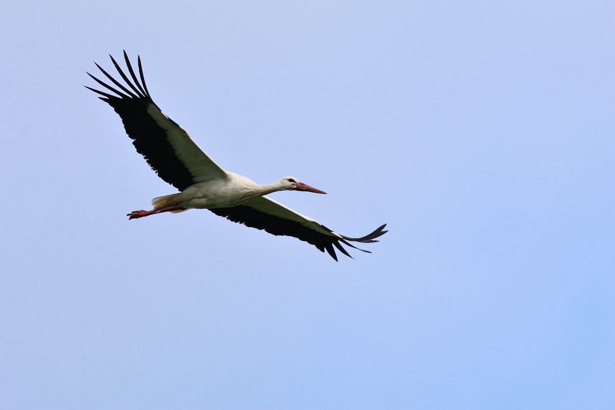 cianbirder's tweet photo. White stork near Tacumshin, Wexford today. What a magnificent bird to see in Ireland! @BirdGuides https://t.co/jfZVHziIK5