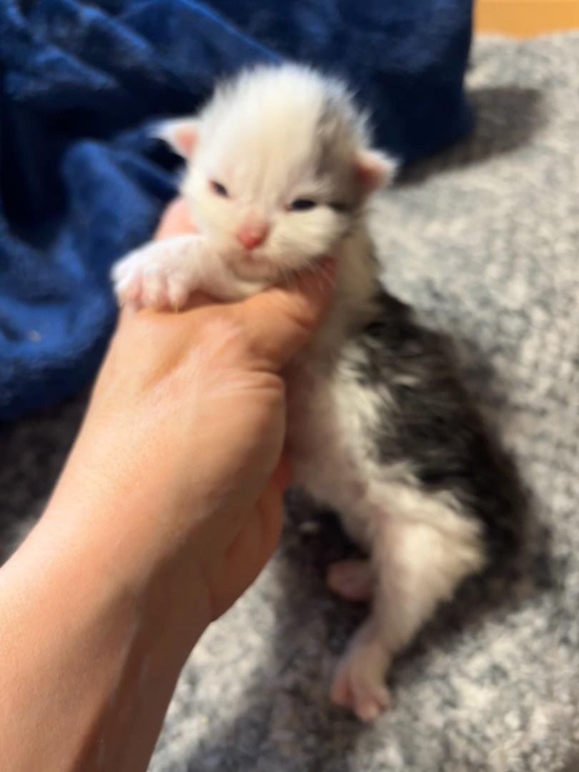 resident dumbass {comms open} tweet media