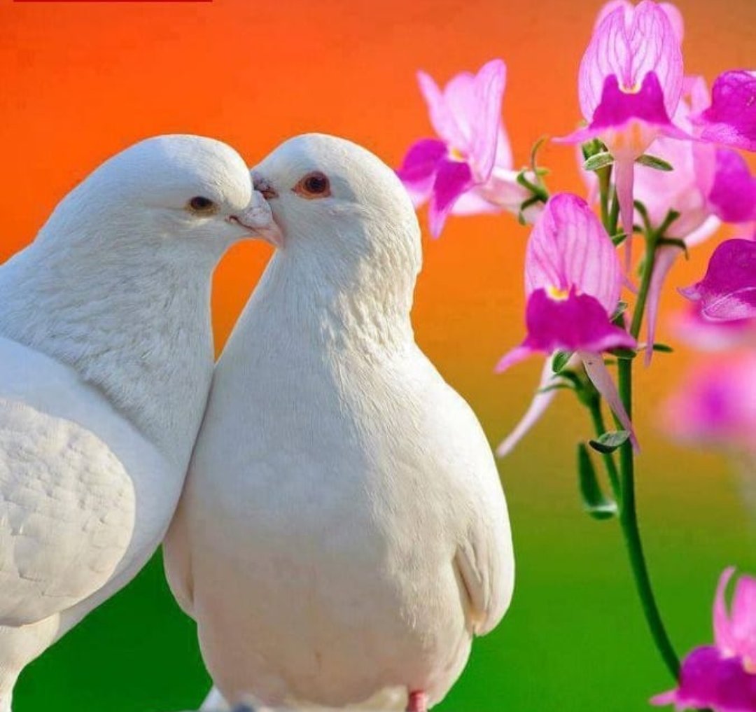 ŞİİŘ ĞİβİŜİŇ✍️ (@siir_gibisin) on Twitter photo Bağın bahçen
Olur idim ben senin..
Istedin'de çiçeklermi açmadım... ✍️🥀
#şiir
#şiirgibisin
<a href="/siir_gibisin/">ŞİİŘ ĞİβİŜİŇ✍️</a> Bağın bahçen
Olur idim ben senin..
Istedin'de çiçeklermi açmadım... ✍️🥀
#şiir
#şiirgibisin
<a href="/siir_gibisin/">ŞİİŘ ĞİβİŜİŇ✍️</a>