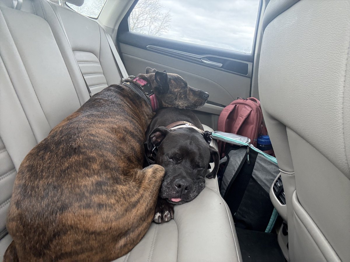 Pumpkin Spicy Pony Wrangler tweet media